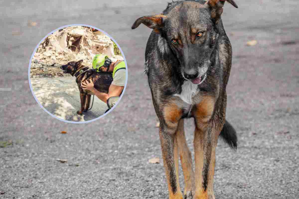 Il gesto verso il cane abbandonato