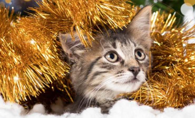 quali animali hanno paura dei botti di capodanno e come proteggerli?